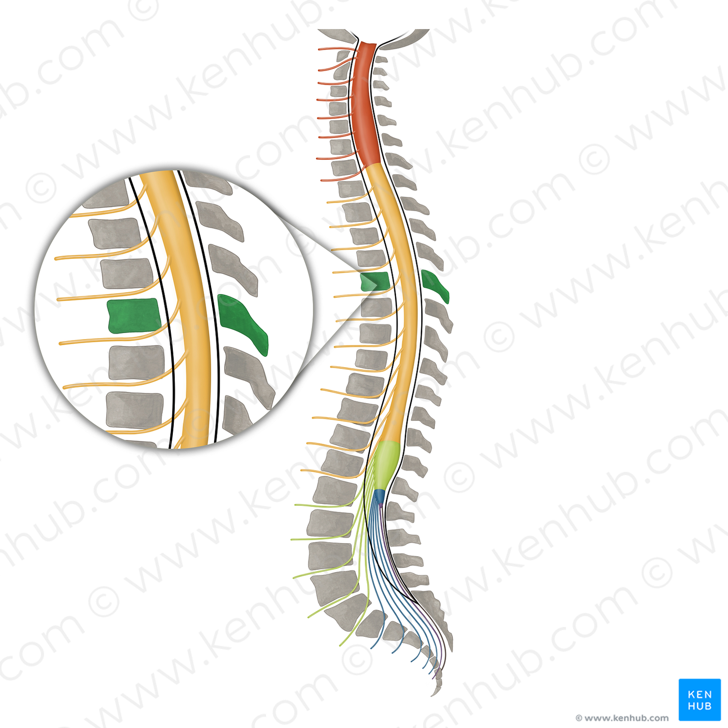 Vertebra T5 (#16104)