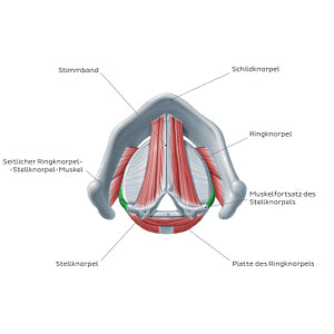 Larynx: action of lateral cricoarytenoid muscle (German)