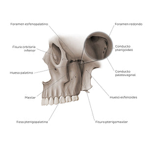 Structure of pterygopalatine fossa (Spanish)