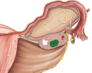 Corpus luteum (#2958)