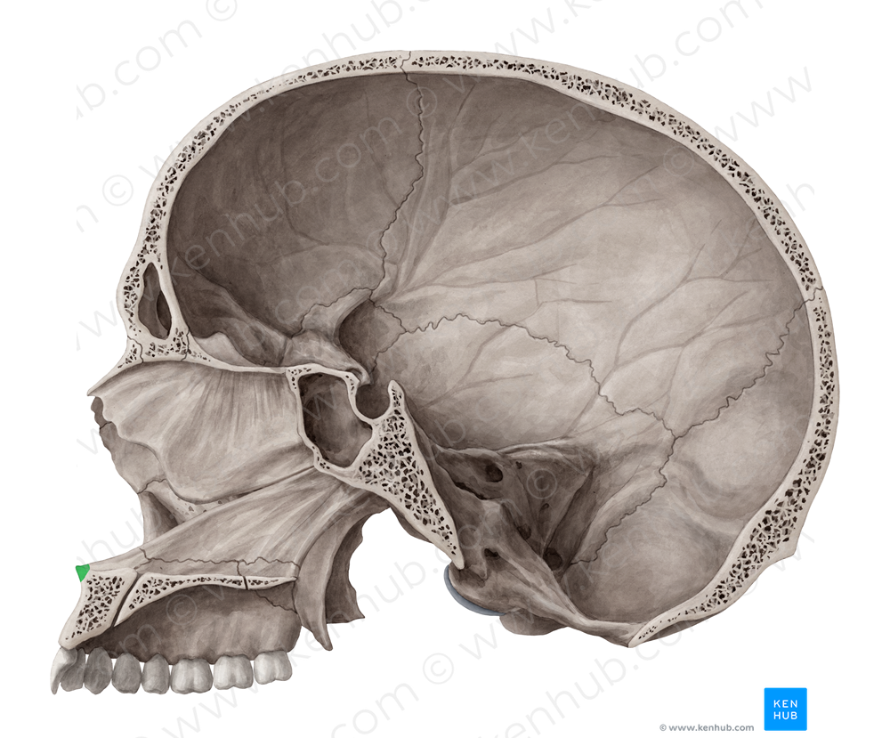 Anterior nasal spine of maxilla (#9109)
