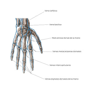 Veins of the hand: Dorsal view (Spanish)