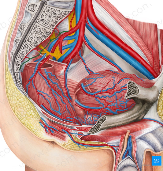 Lateral sacral artery (#1756)