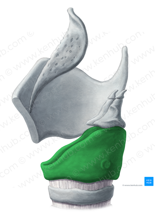 Cricoid cartilage (#2490)