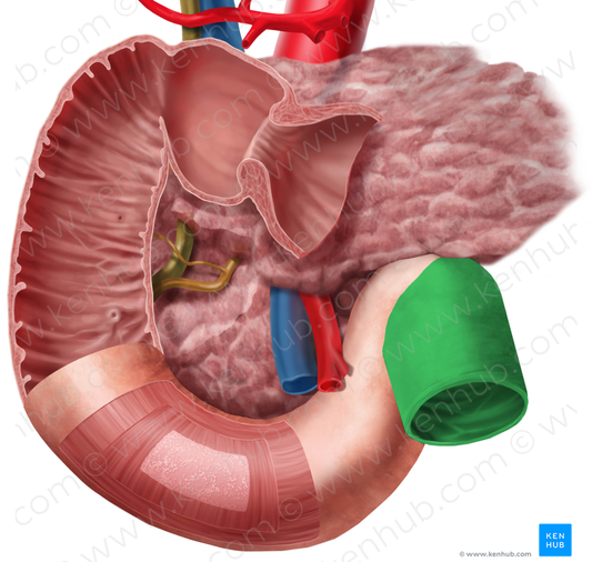 Jejunum (#4352)