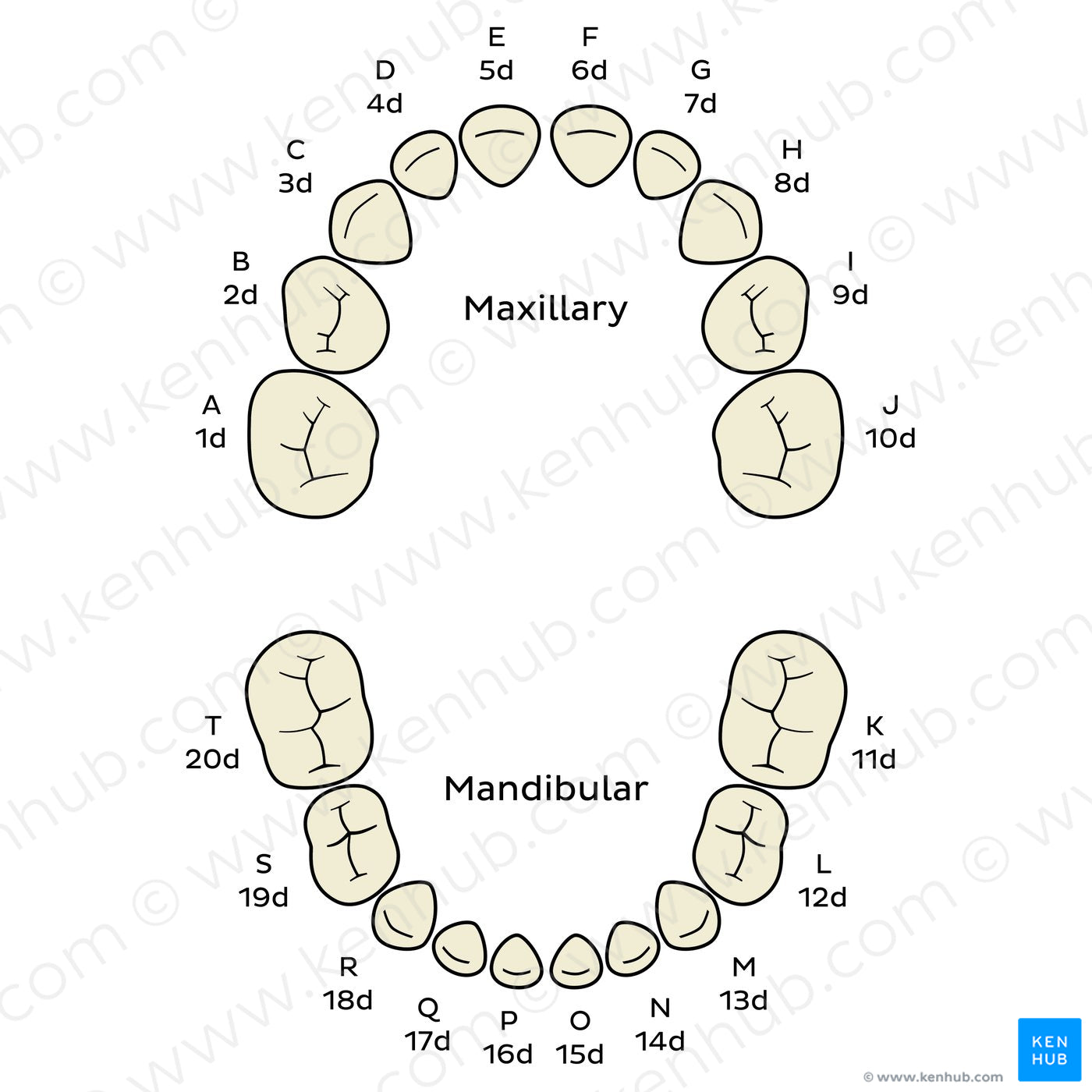 Universal Numbering System (deciduous teeth) (English)