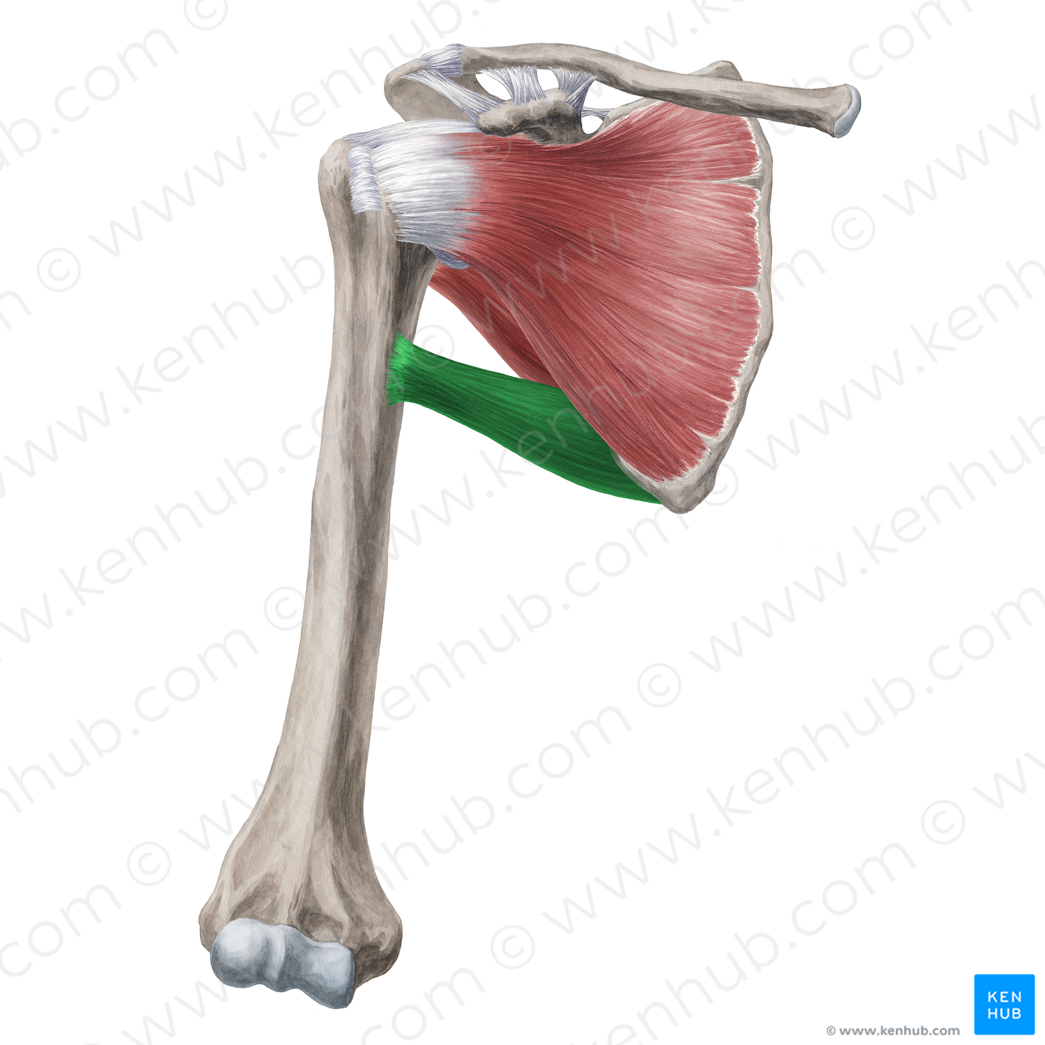 Teres major muscle (#20002)