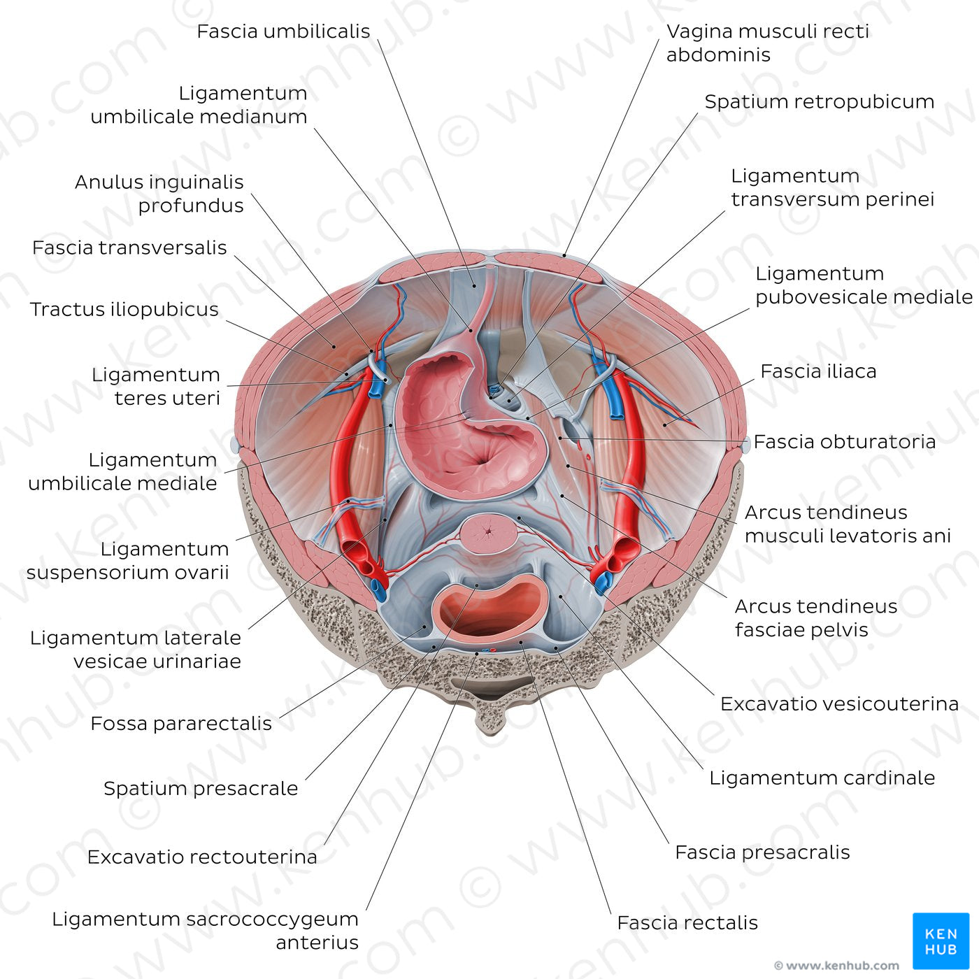 Superior view of the female pelvis: Fascias and ligaments (Latin)