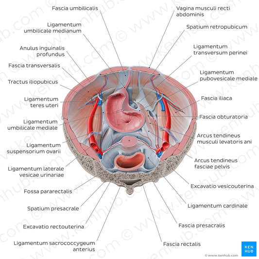 Superior view of the female pelvis: Fascias and ligaments (Latin)