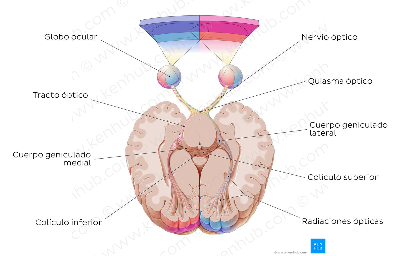 Optic nerve (Spanish)