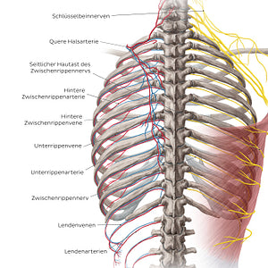 Neurovasculature of the back (German)