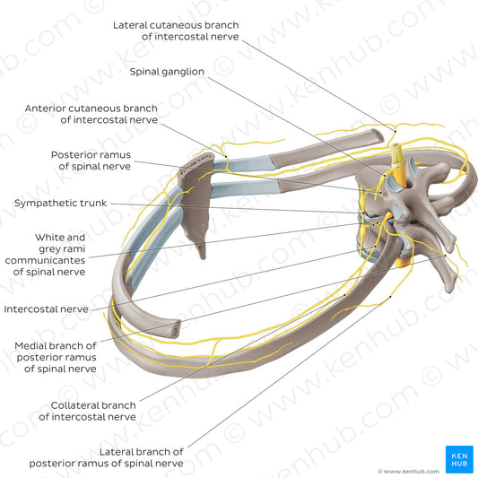 Nerves of the intercostal space (English)