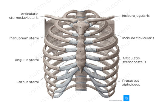 Bones of the thoracic cavity (Latin)