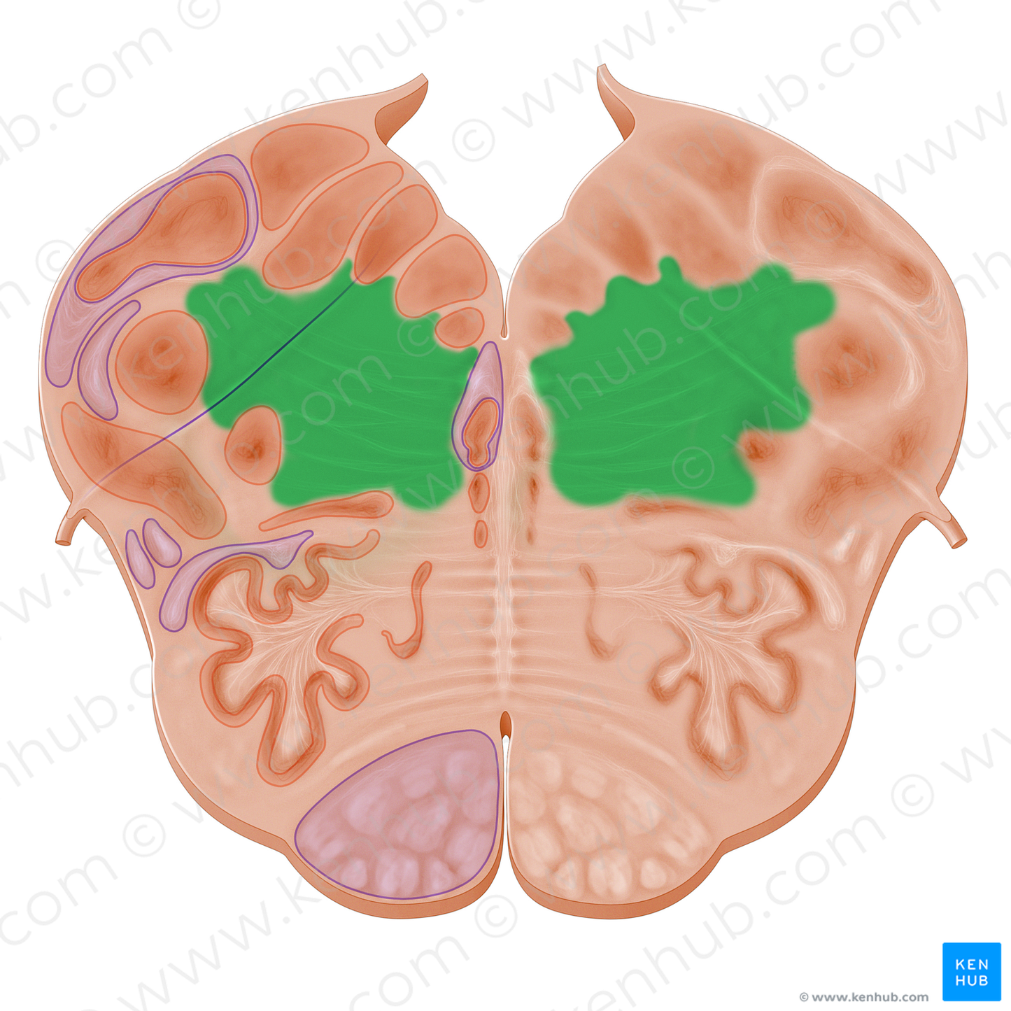 Reticular formation (#11095)