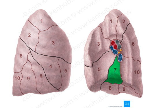 Medial basal segment of right lung (#20694)