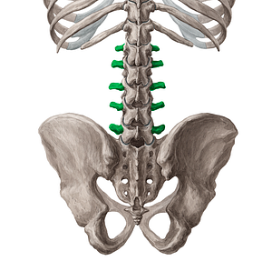 Transverse processes of vertebrae L1-L5 (#8326)