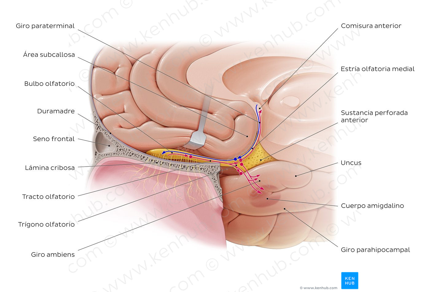 Olfactory nerve (pathway) (Spanish)