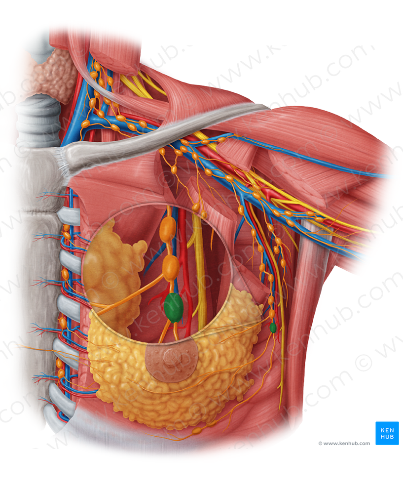 Paramammary lymph nodes (#7146)