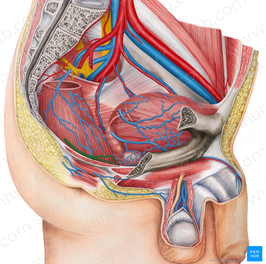 Right middle anorectal veins (#10533)