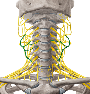 Transverse cervical nerve (#6819)