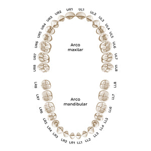 Alphanumeric Notation (permanent teeth) (Portuguese)