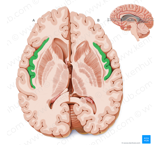 Insular lobe (#4320)