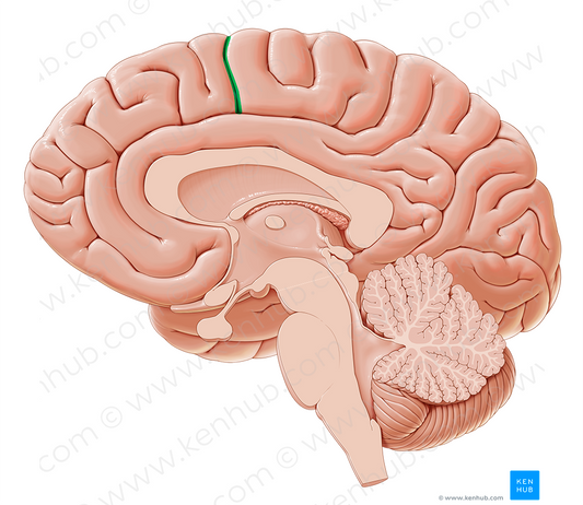 Paracentral sulcus (#9298)