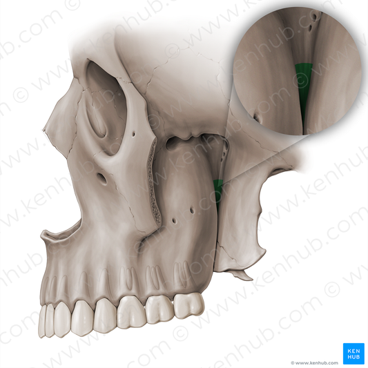 Pterygomaxillary fissure (#18519)