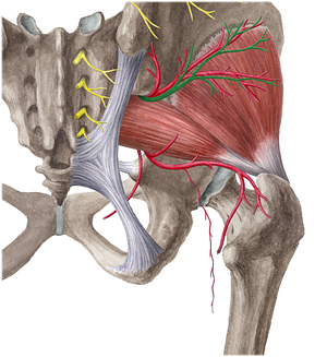 Superior gluteal nerve (#6449)