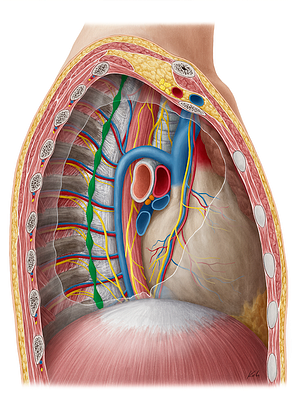 Sympathetic trunk (#9644)