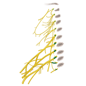 Anterior rami of spinal nerves C1-T2 (#20537)