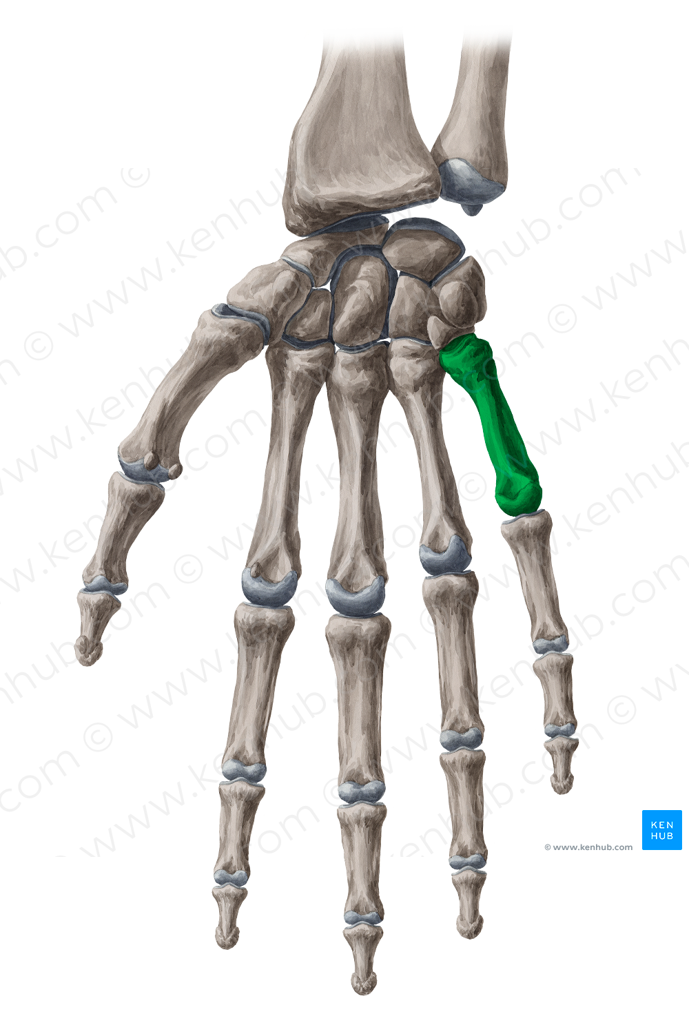 5th metacarpal bone (#7421)