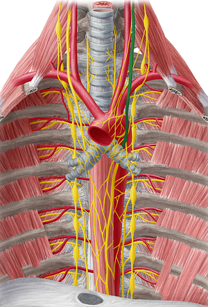 Left vagus nerve (#6896)