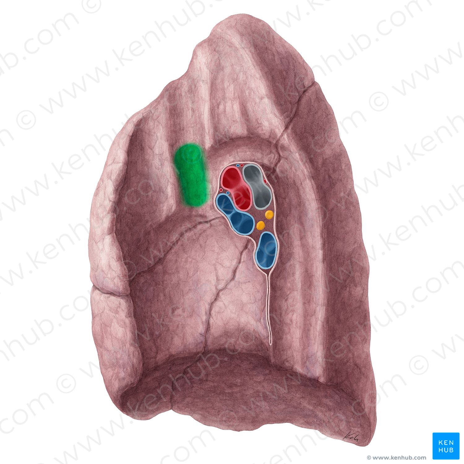 Impression for superior vena cava of right lung (#21318)