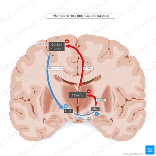 Hyperdirect pathway of the basal ganglia (Portuguese)