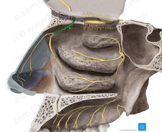 Anterior ethmoidal nerve (#6394)