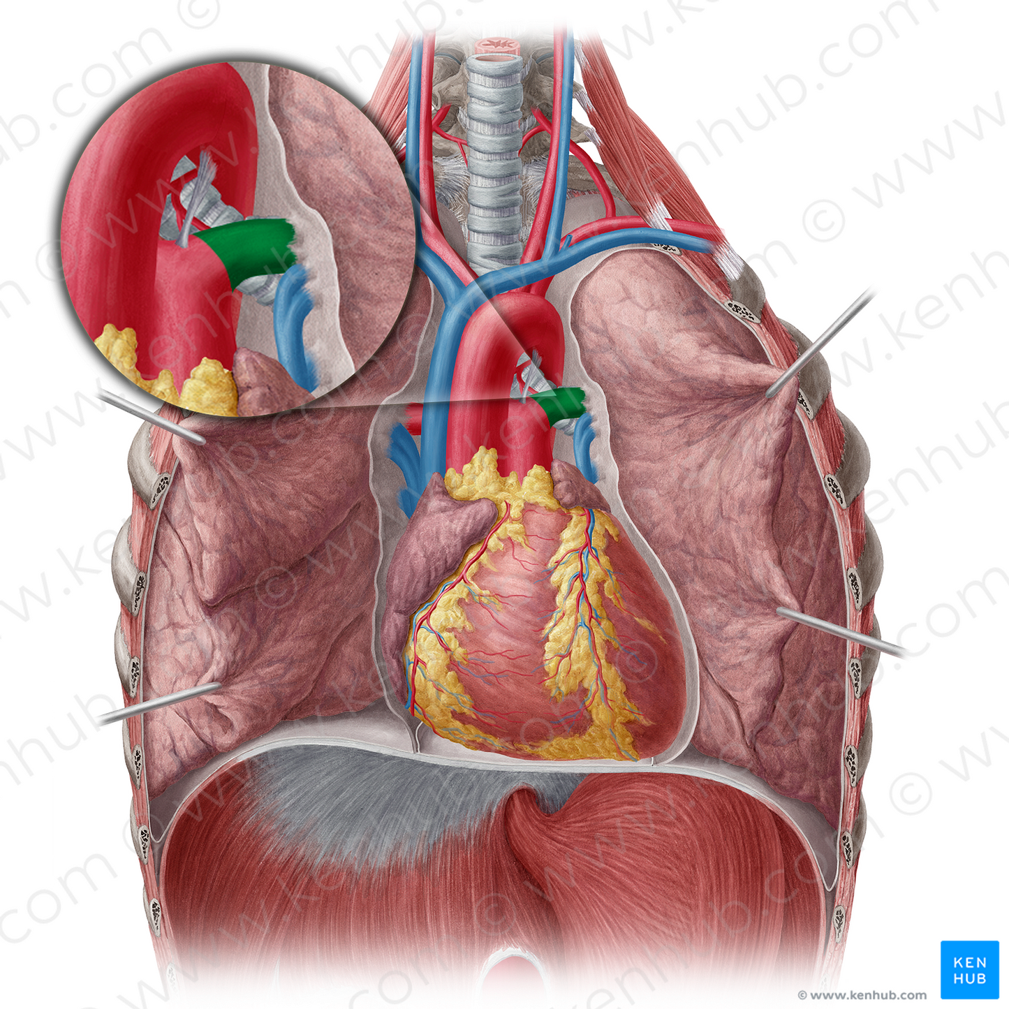 Left pulmonary artery (#1694)