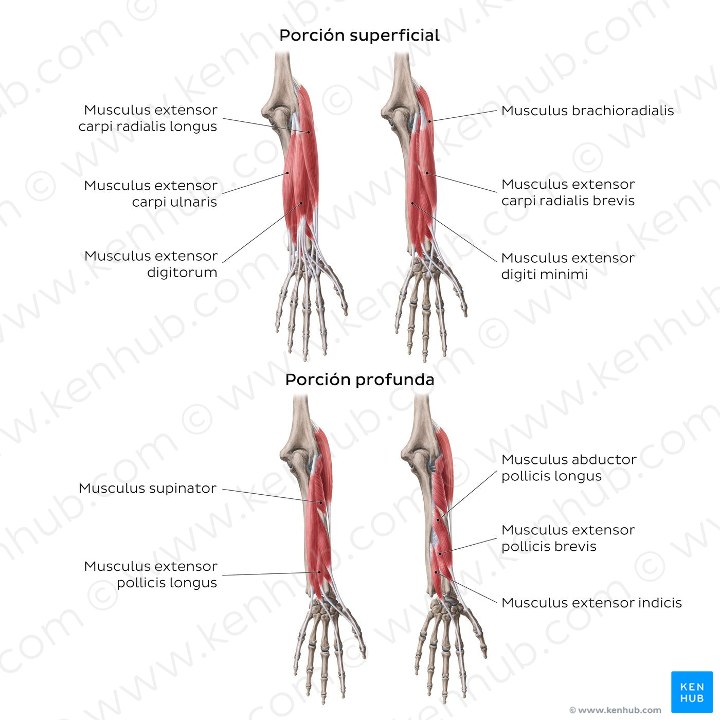 Extensors of the forearm (ES headlines) (Latin)