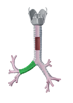 Left main bronchus (#2241)