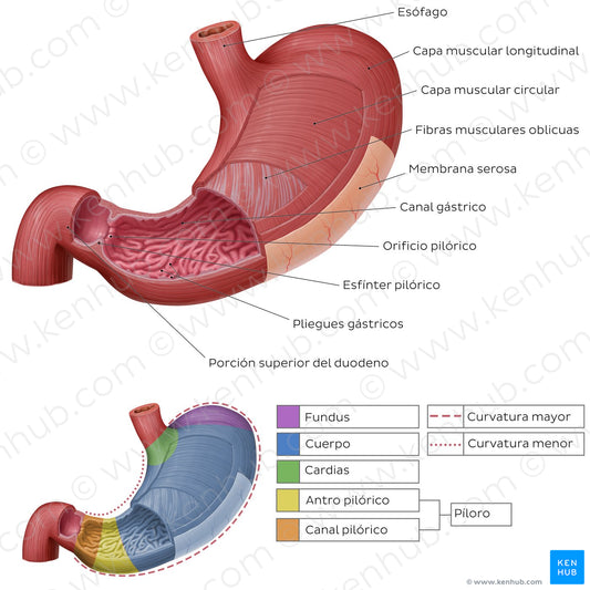 Musculature and mucosa of the stomach (Spanish)