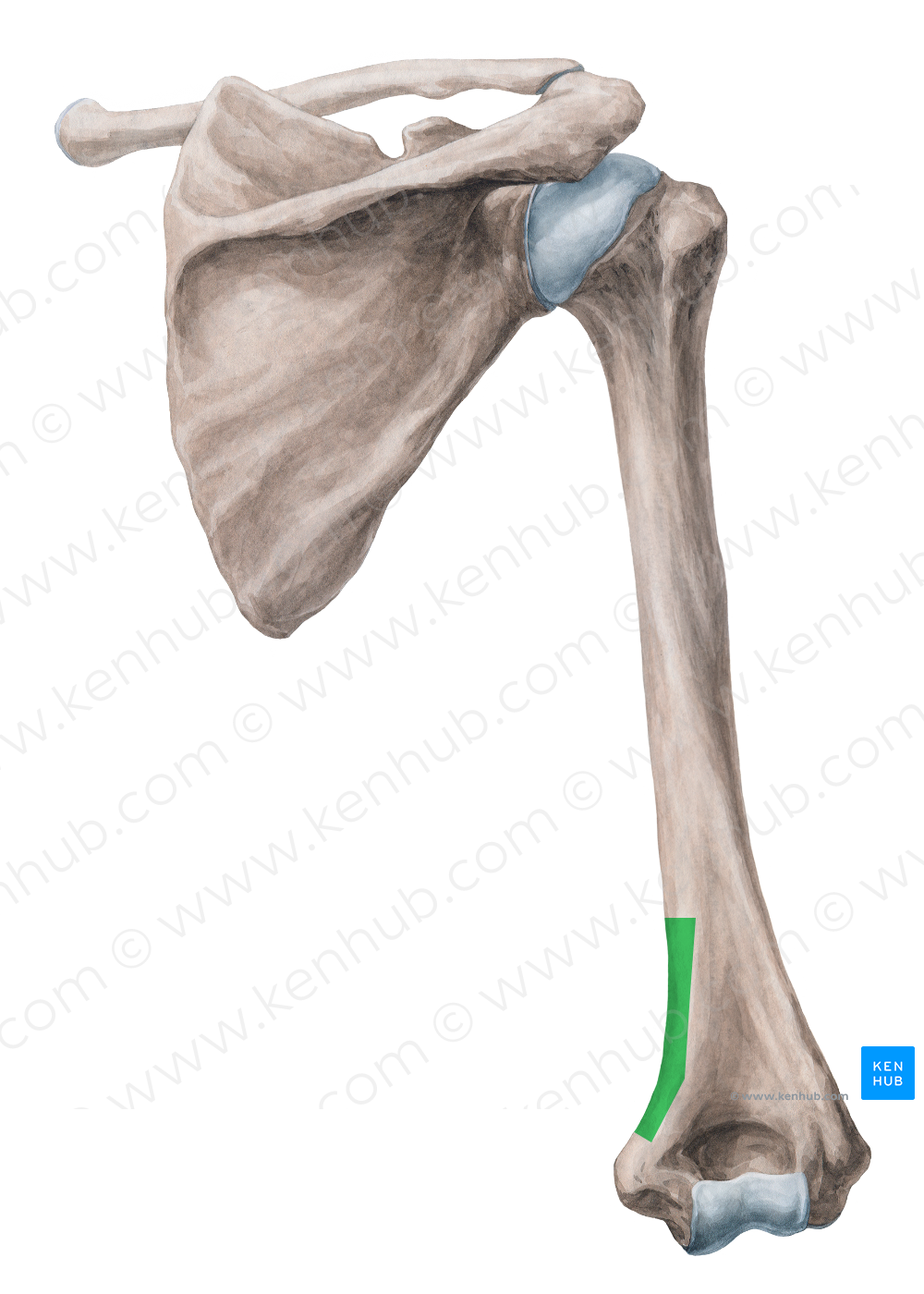 Medial supracondylar ridge of humerus (#3135)