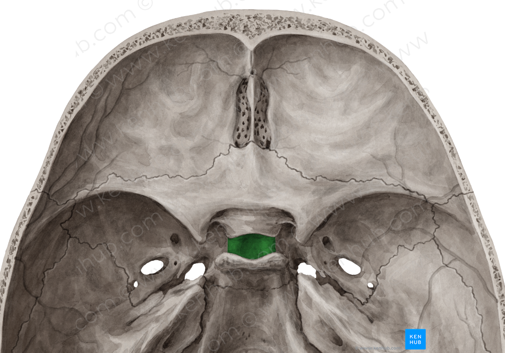 Hypophyseal fossa of sphenoid bone (#3851) – Kenhub Image License Store