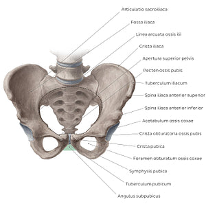 Bony pelvis (anterior view) (Latin)
