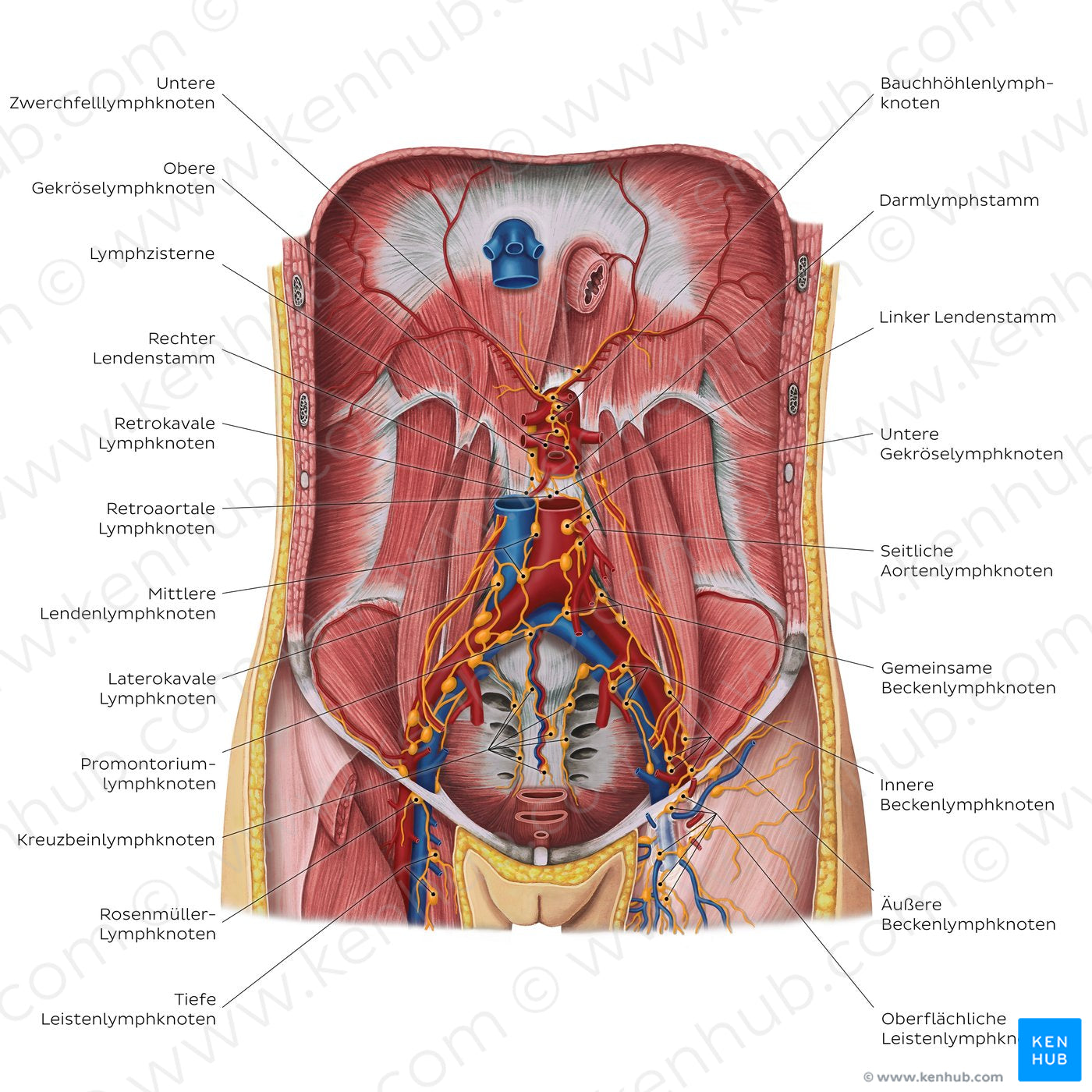 Lymphatics of the posterior abdominal wall (German)