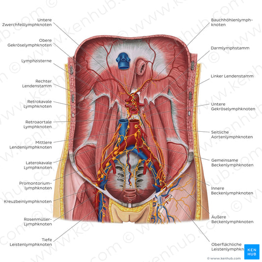 Lymphatics of the posterior abdominal wall (German)