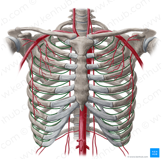 Anterior intercostal artery (#1147)