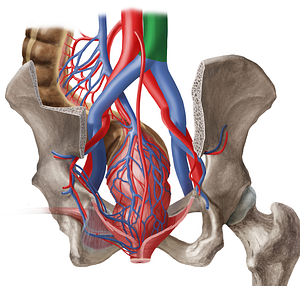 Inferior vena cava (#10056)