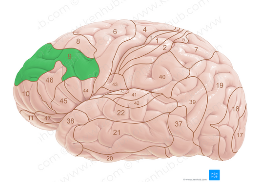 Brodmann area 9 (#18017)