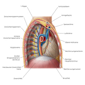 Contents of the mediastinum: Right lateral view (German)