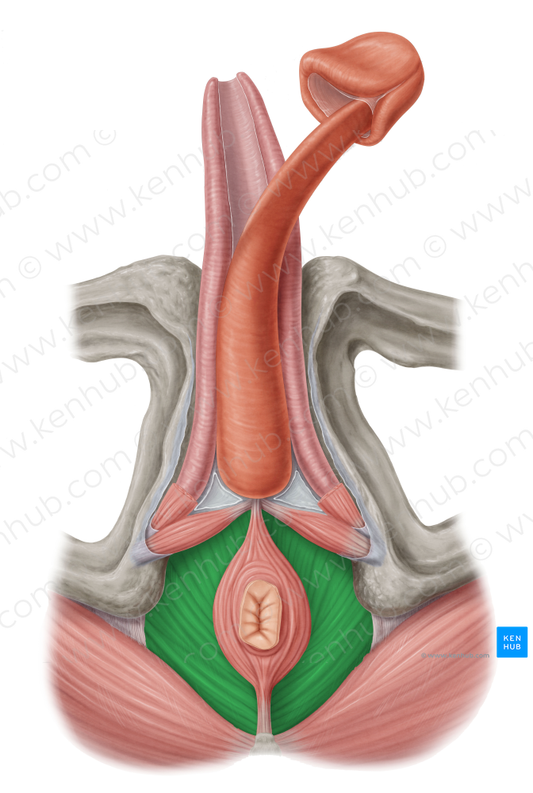 Levator ani muscle (#5534)